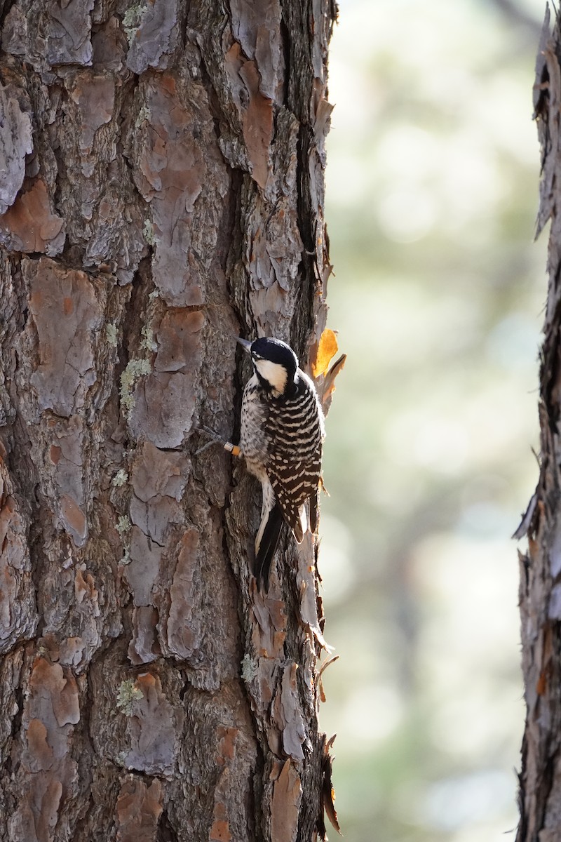 Red-cockaded Woodpecker - ML644183716