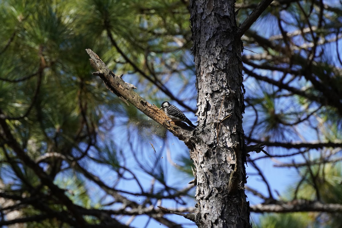 Red-cockaded Woodpecker - ML644183717