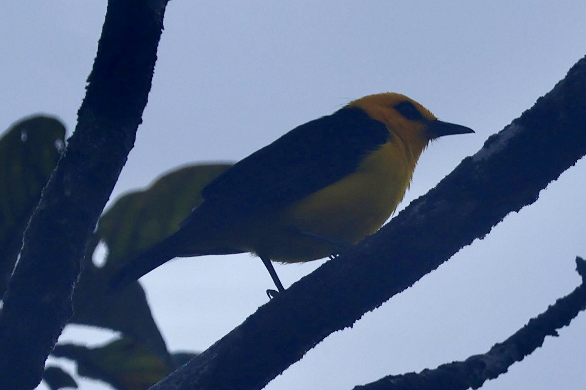 Tangara Negriamarilla - ML644183720