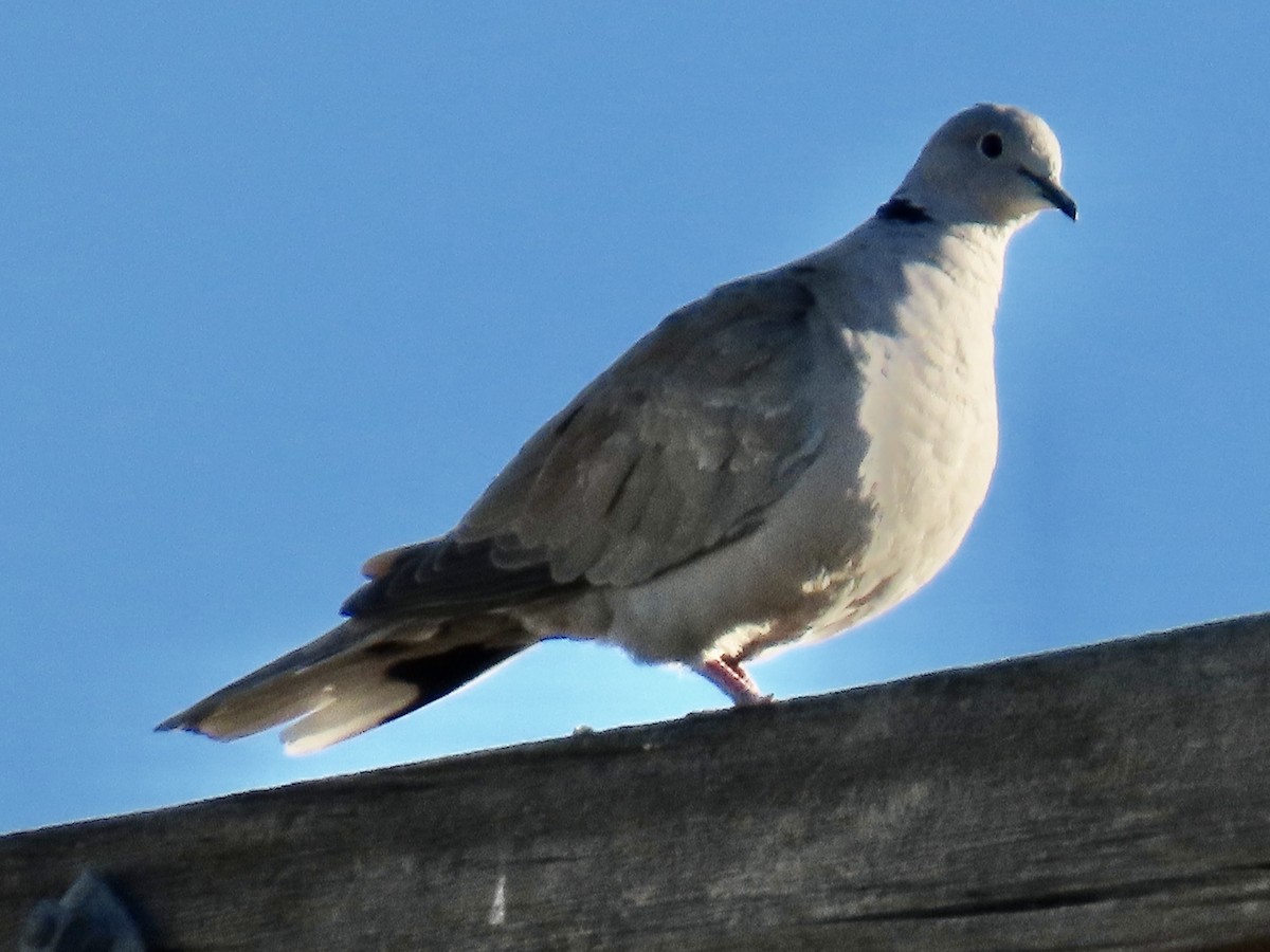 Eurasian Collared-Dove - ML644183722