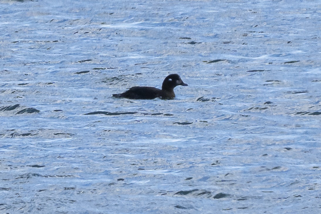 Harlequin Duck - ML644183728