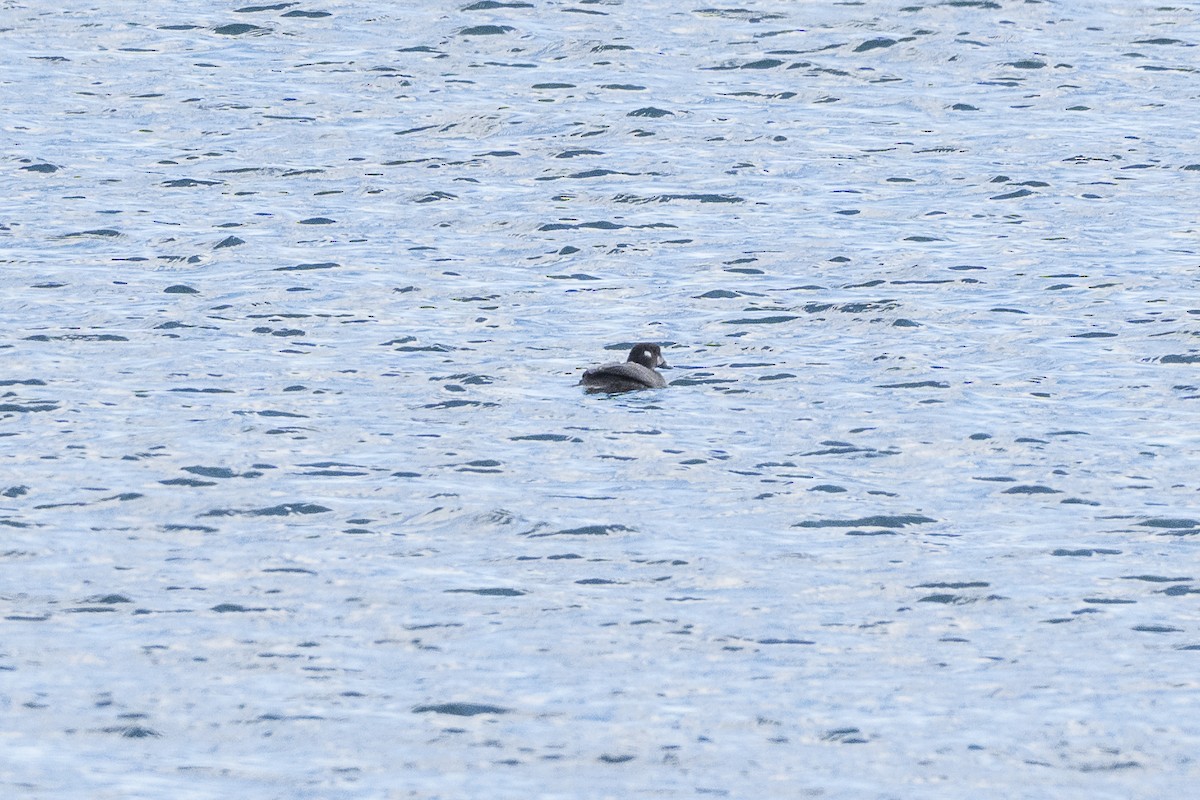 Harlequin Duck - ML644183729