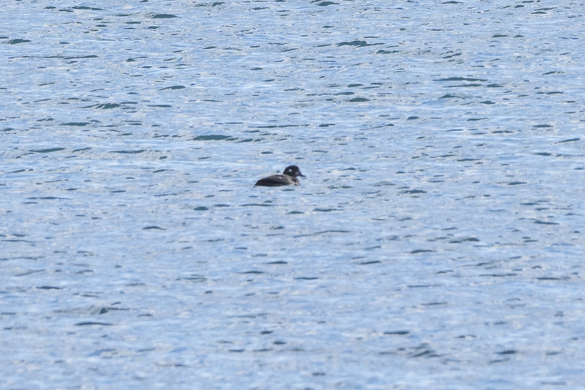 Harlequin Duck - ML644183730