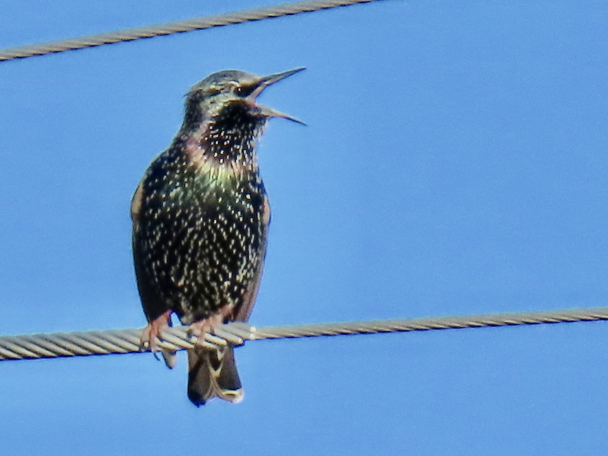 European Starling - ML644183731