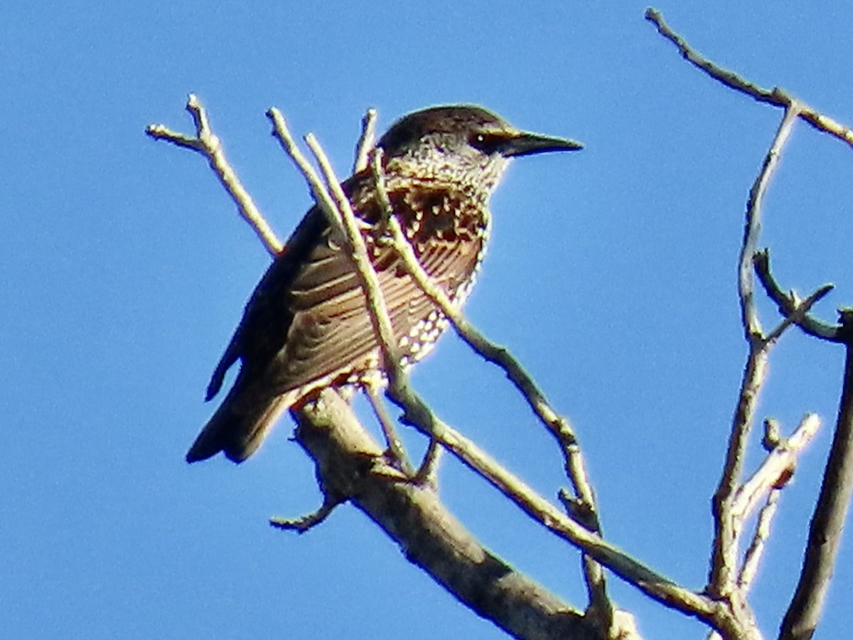European Starling - ML644183741