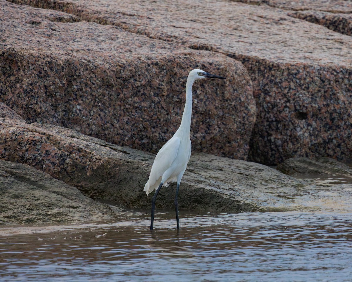 Reddish Egret - ML644183744