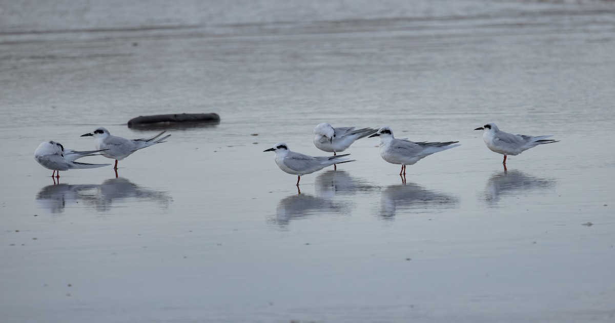 Forster's Tern - ML644183751