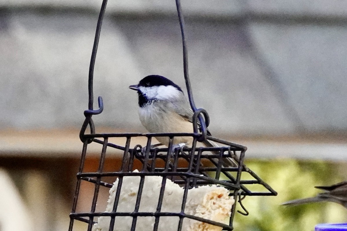 Carolina Chickadee - ML644183758