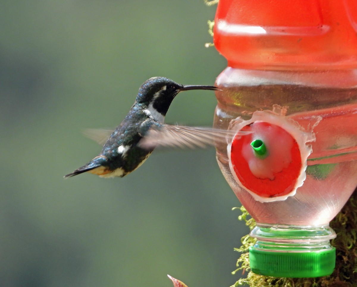 White-bellied Woodstar - ML644183759