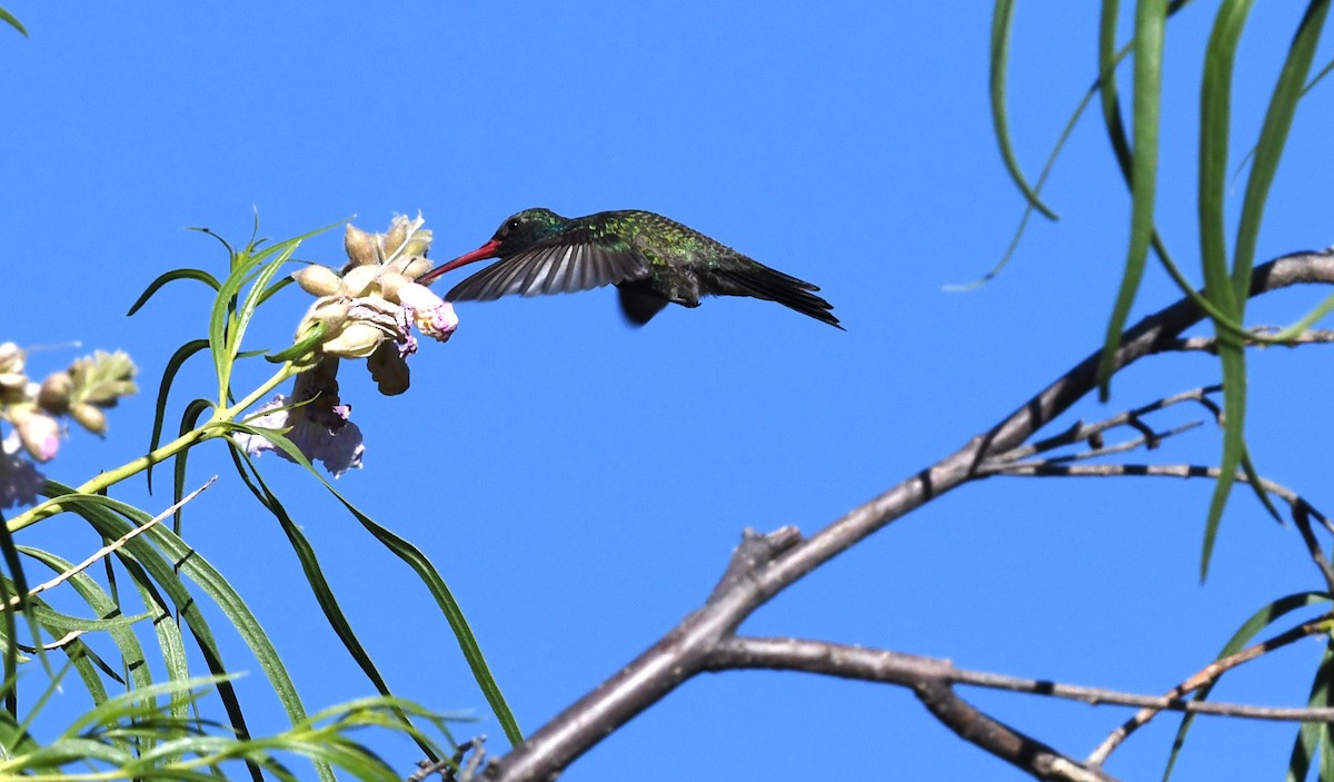 Broad-billed Hummingbird - ML644183760