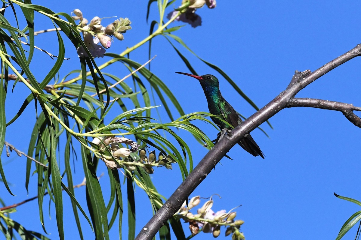 Broad-billed Hummingbird - ML644183761