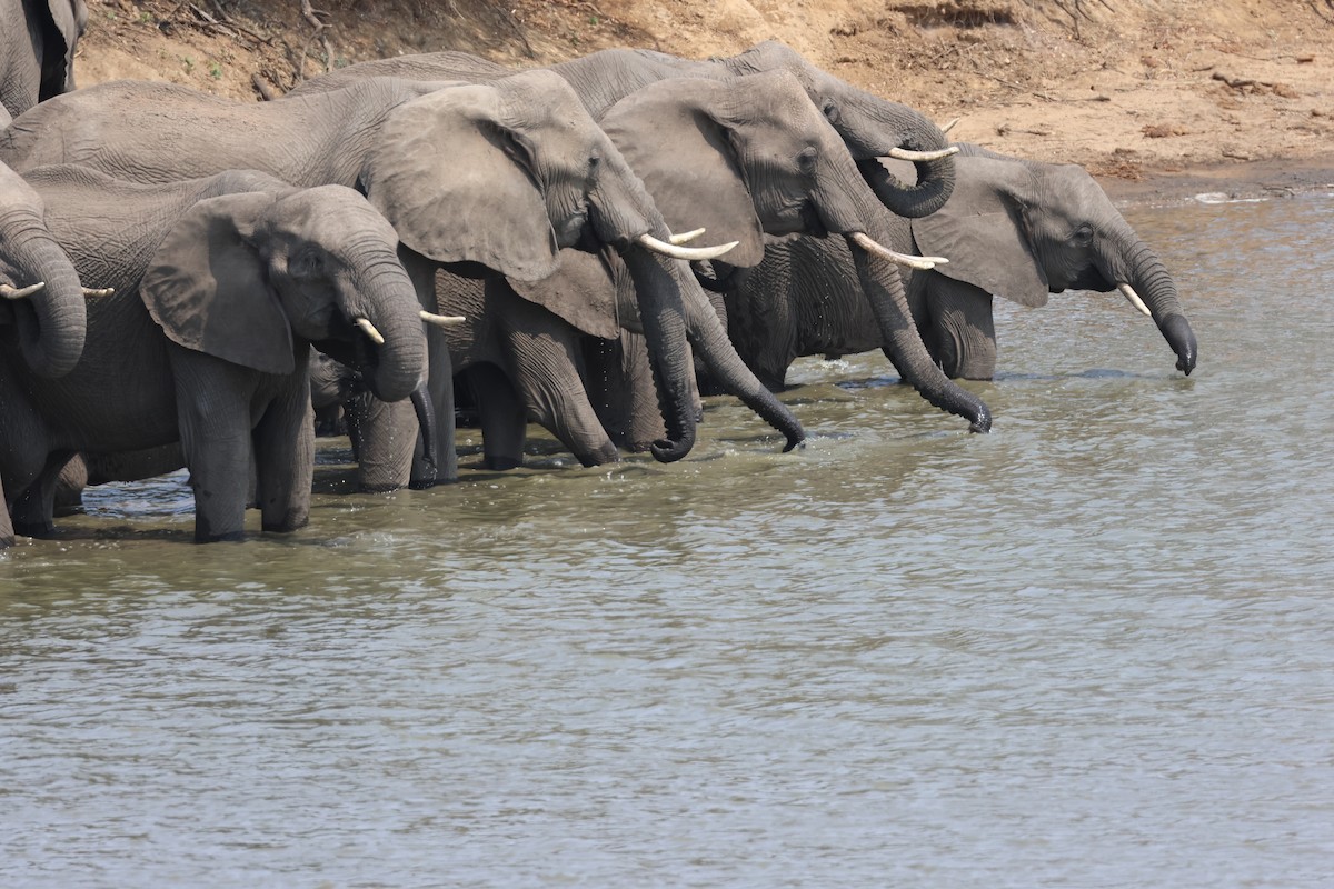 African Elephants - ML644183784