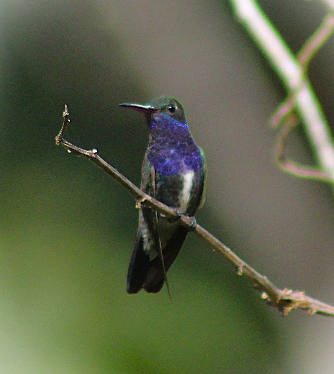 Sapphire-spangled Emerald - ML644183789
