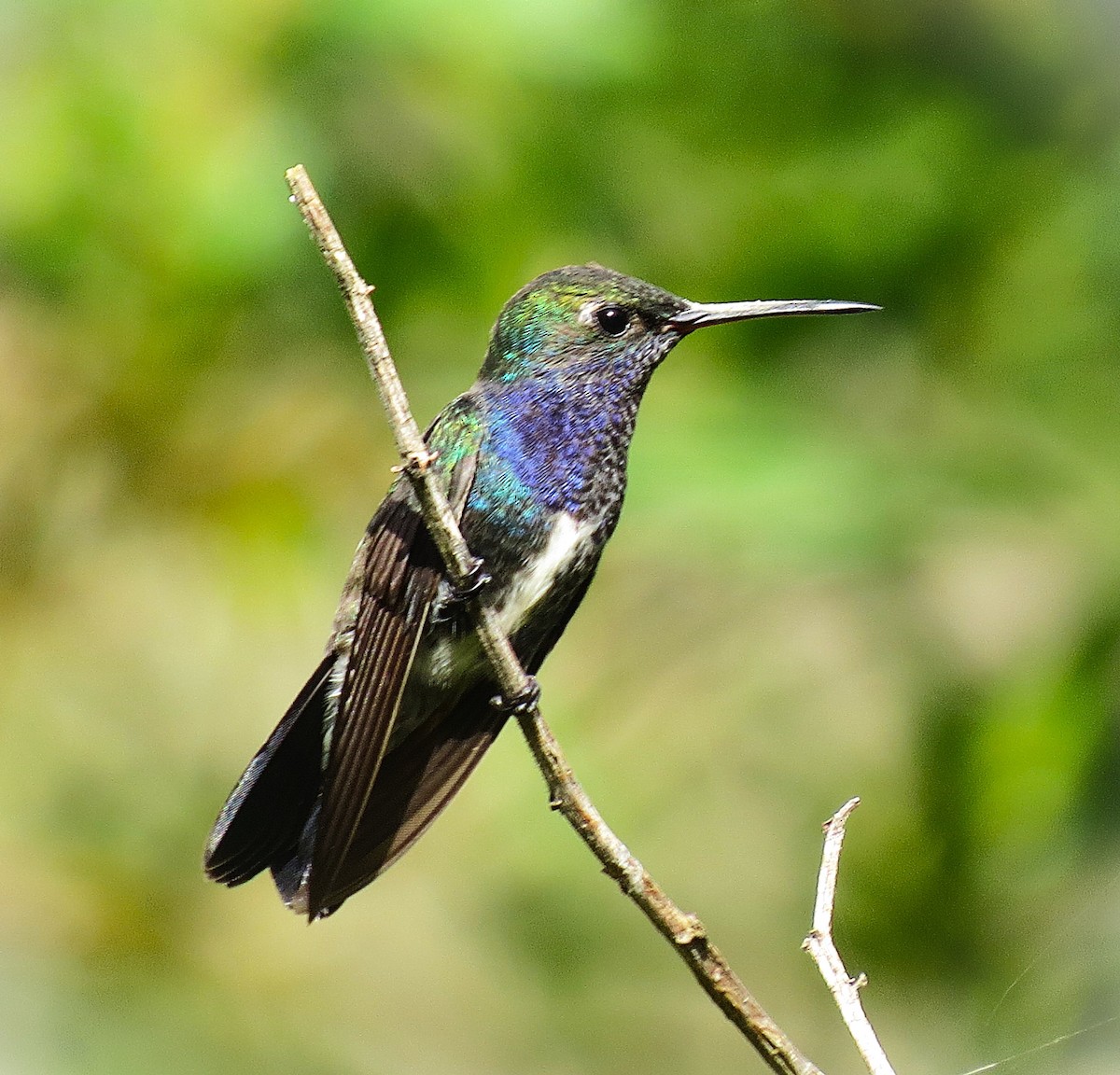 Sapphire-spangled Emerald - ML644183792