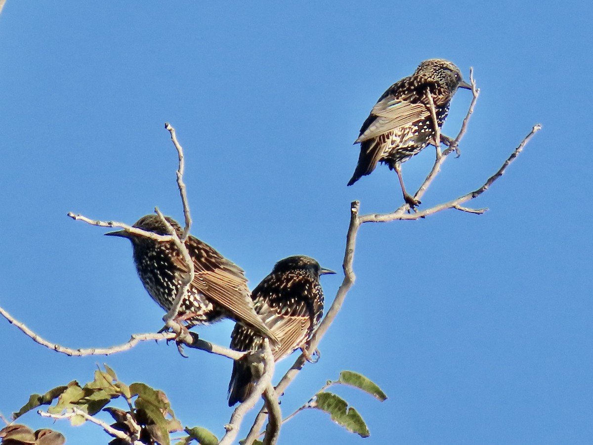European Starling - ML644183793