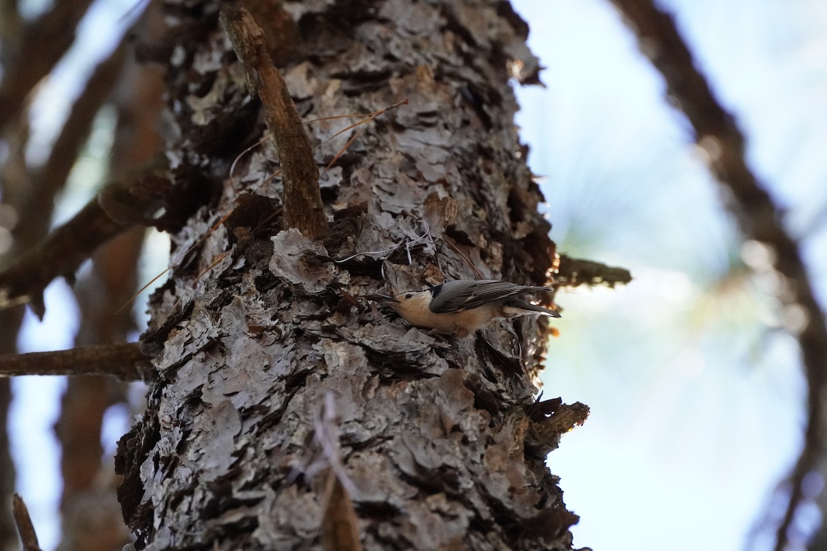 White-breasted Nuthatch (Eastern) - ML644183796