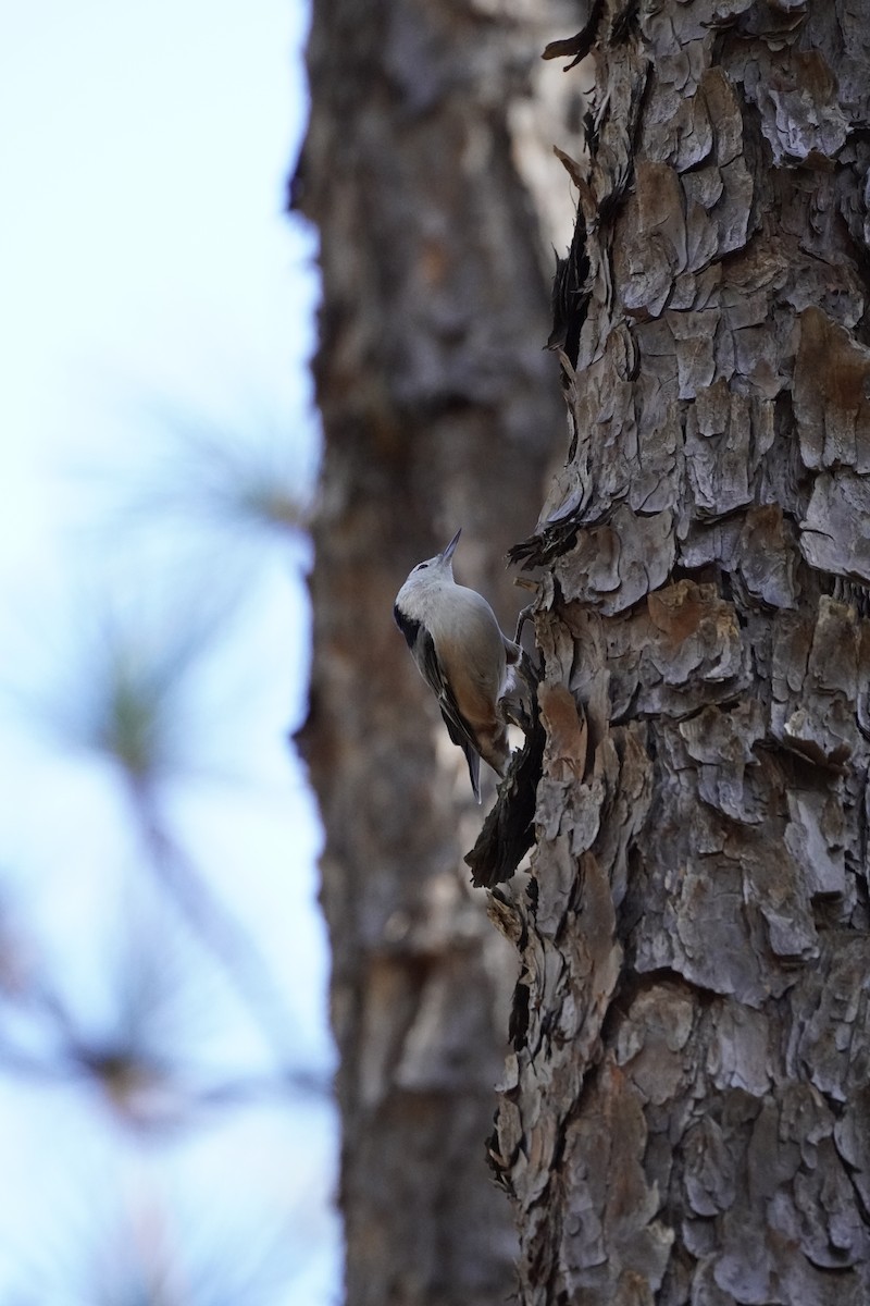 White-breasted Nuthatch (Eastern) - ML644183797