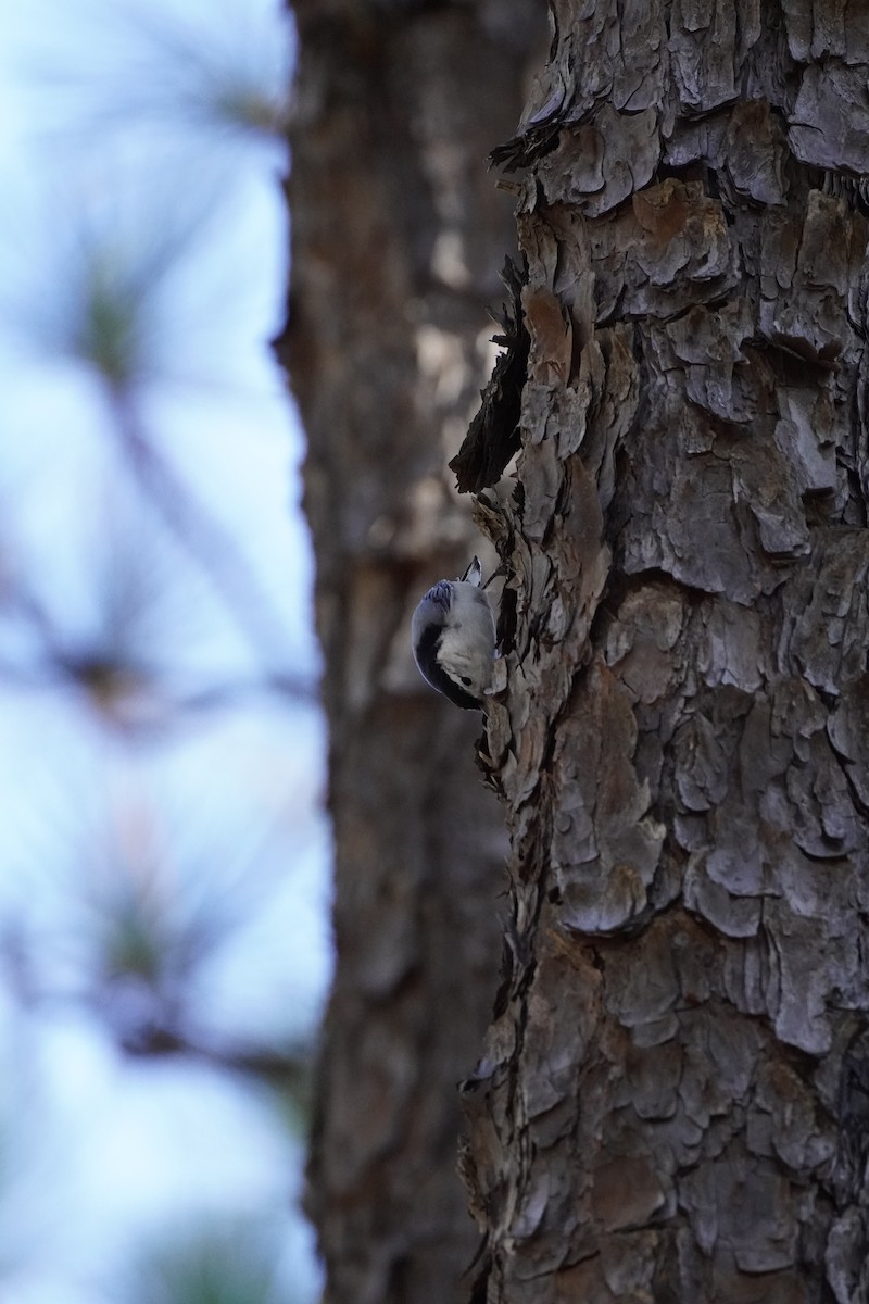 White-breasted Nuthatch (Eastern) - ML644183798
