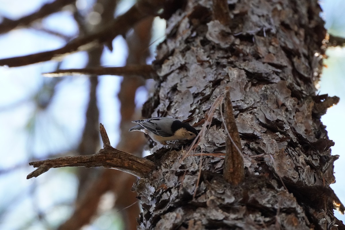 White-breasted Nuthatch (Eastern) - ML644183799