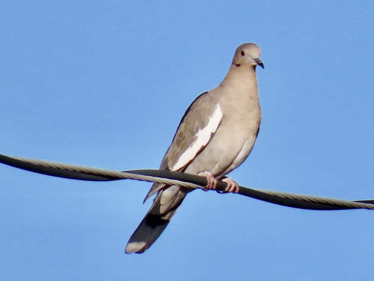 White-winged Dove - ML644183821