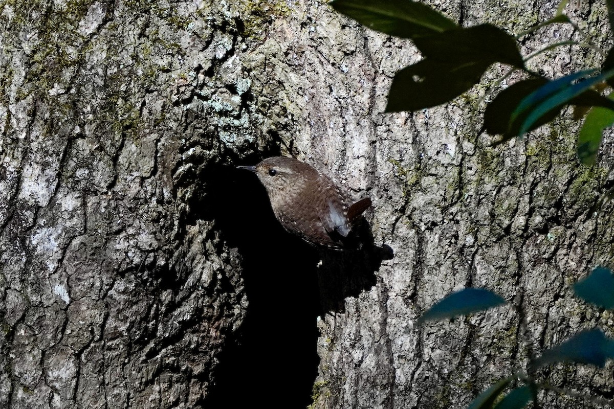 Winter Wren - ML644183836