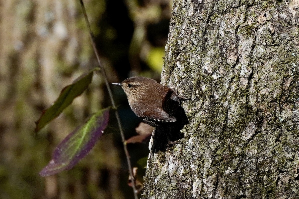 Winter Wren - ML644183837
