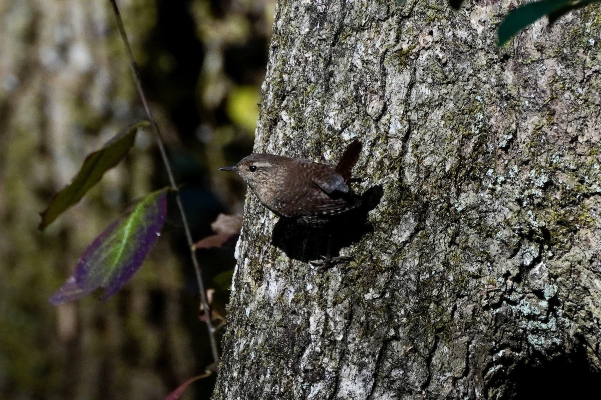 Winter Wren - ML644183838