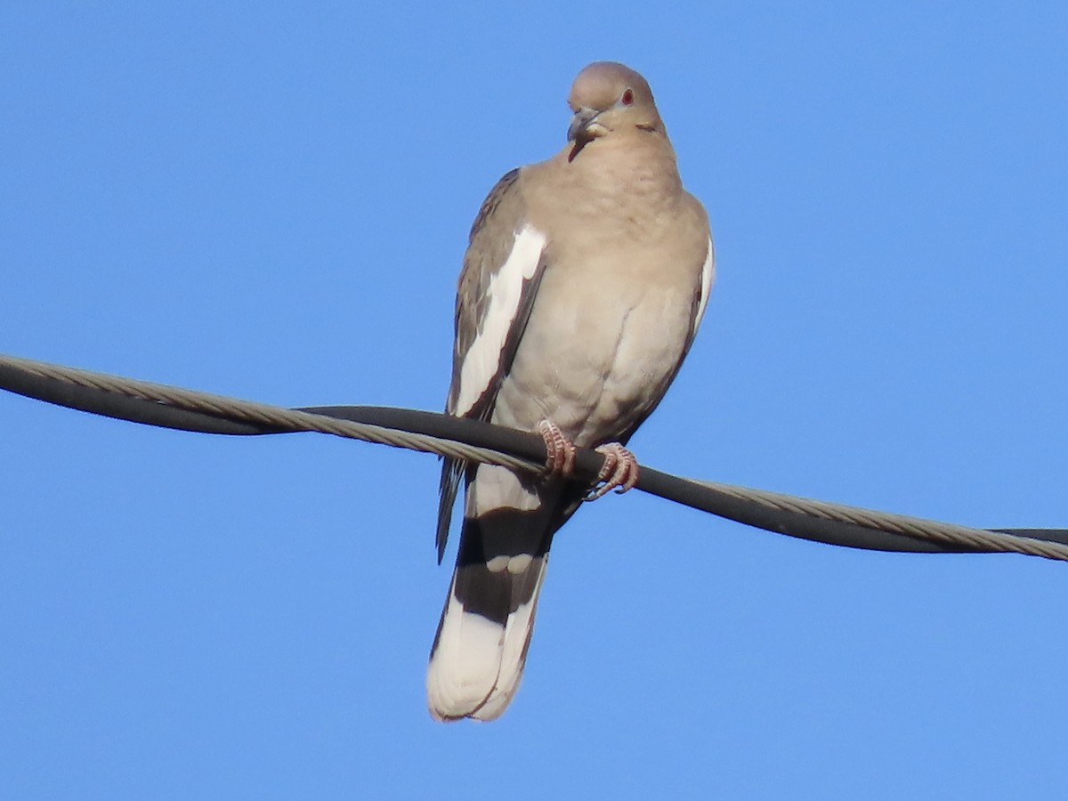 White-winged Dove - ML644183854