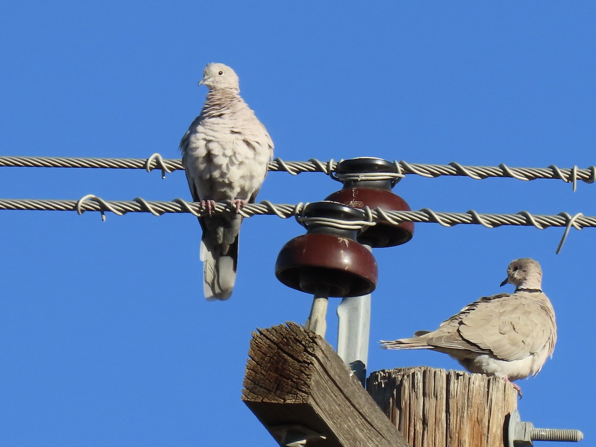 Eurasian Collared-Dove - ML644183892