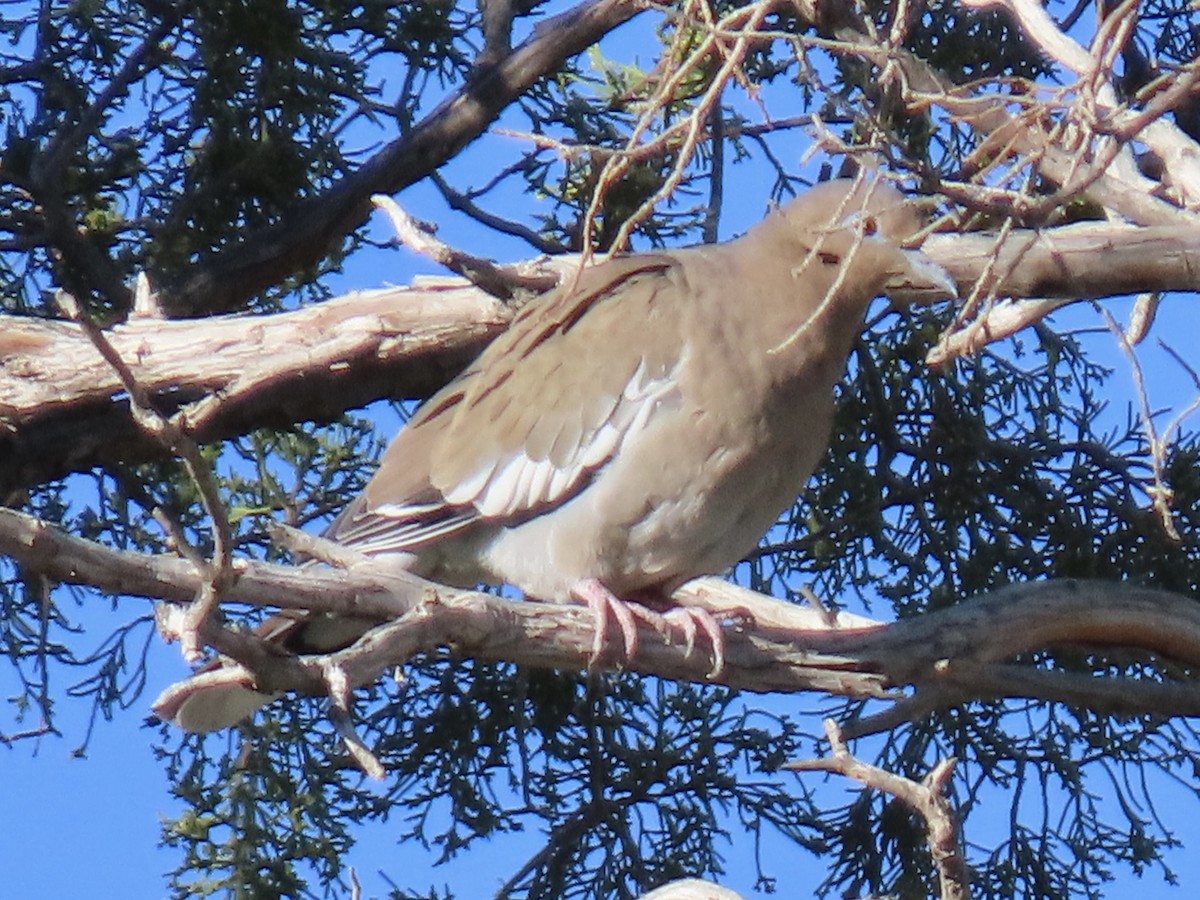 White-winged Dove - ML644183904