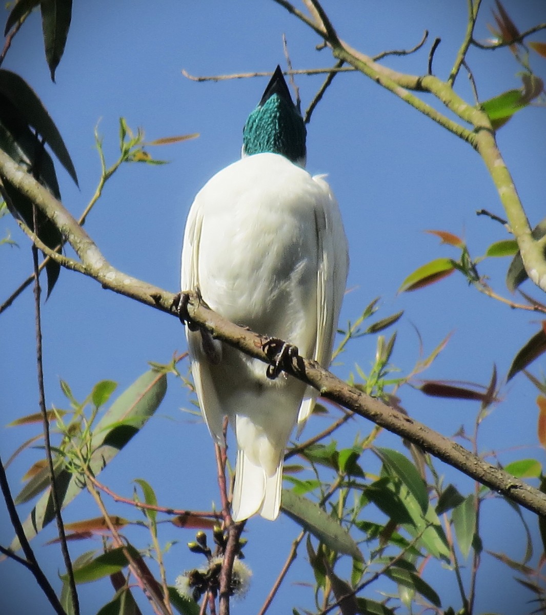 Арапонга голошия - ML644183912