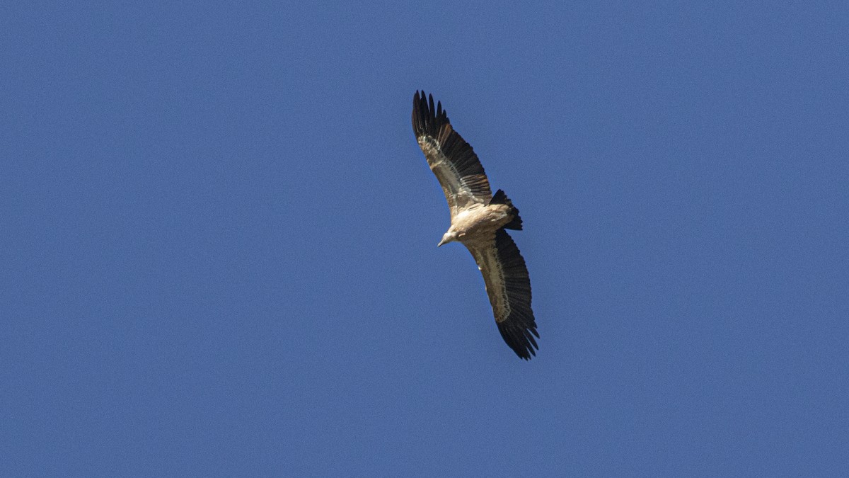 Eurasian Griffon - ML644183923