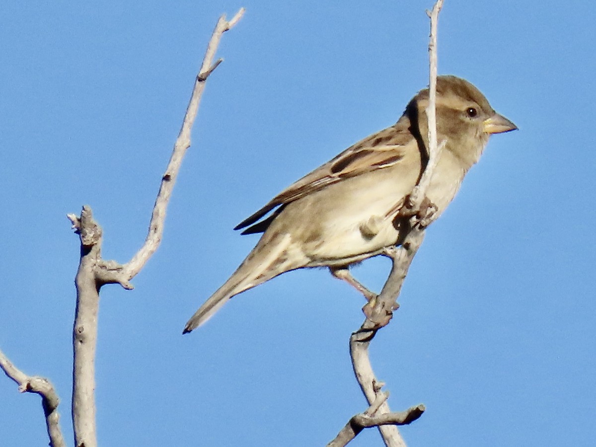 House Sparrow - ML644183924