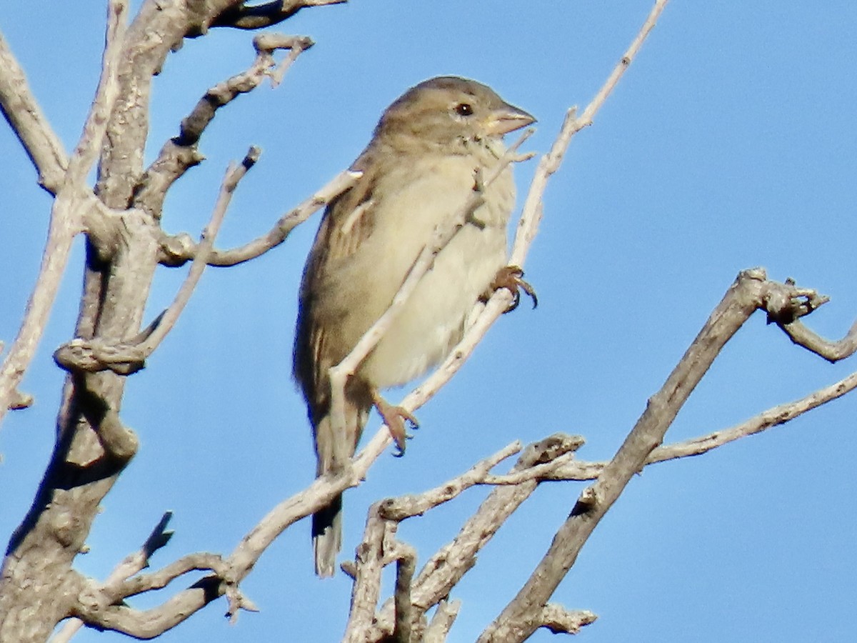 House Sparrow - ML644183928