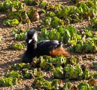 White-tufted Grebe - ML644183940