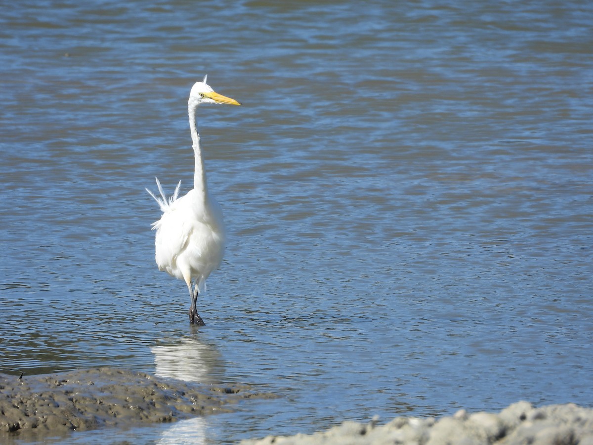 Цасч дэглий - ML644183948