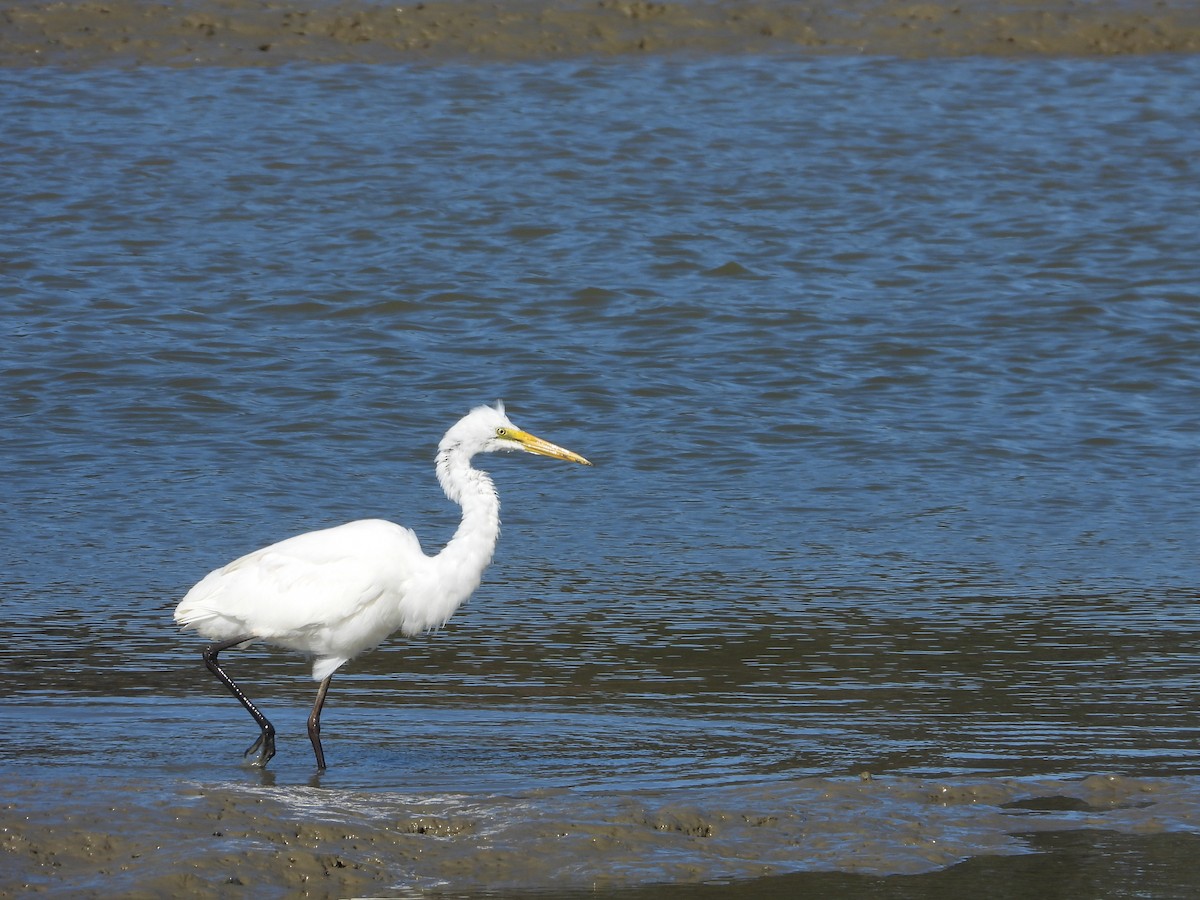 Цасч дэглий - ML644183949