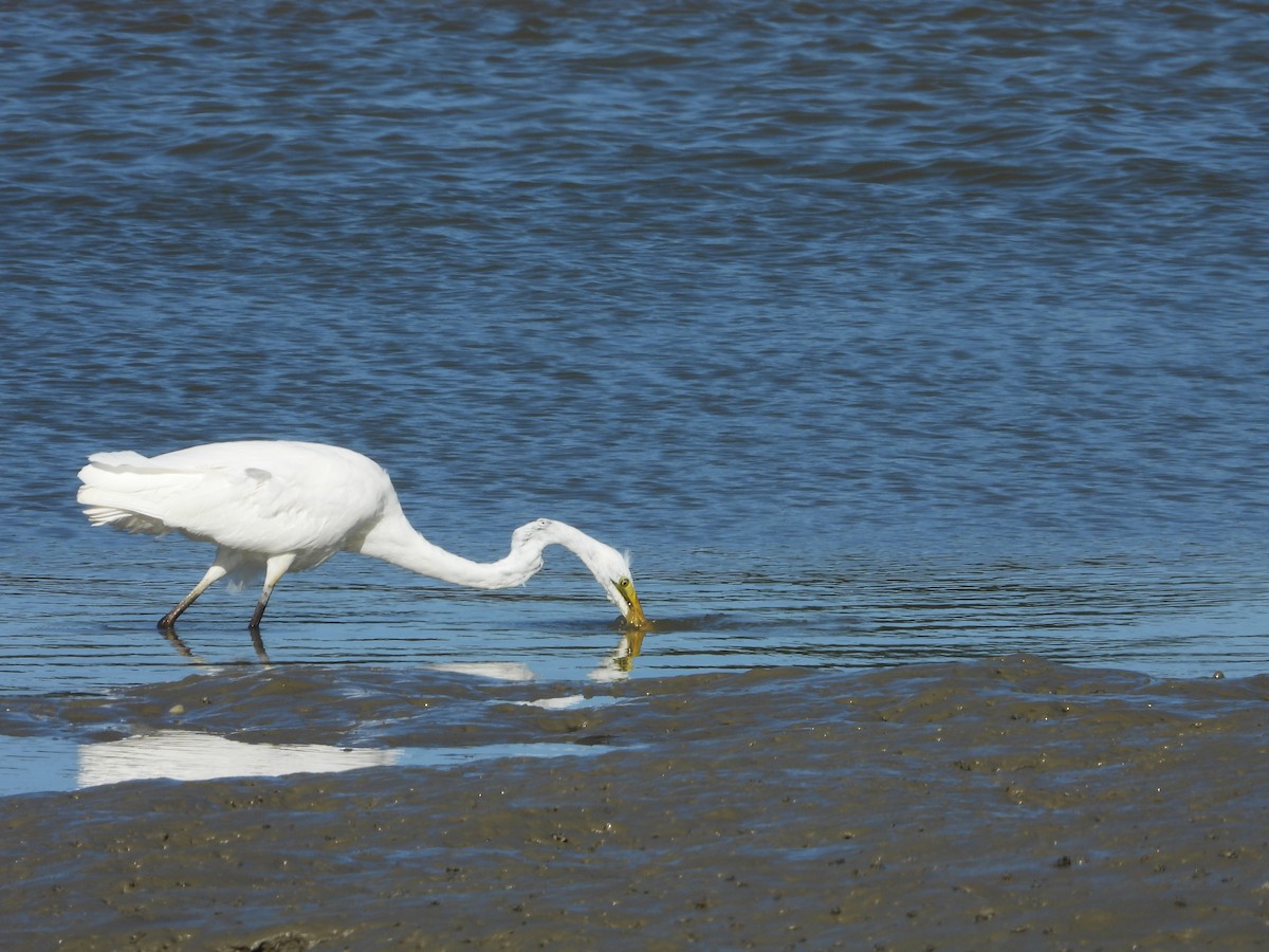 Цасч дэглий - ML644183950