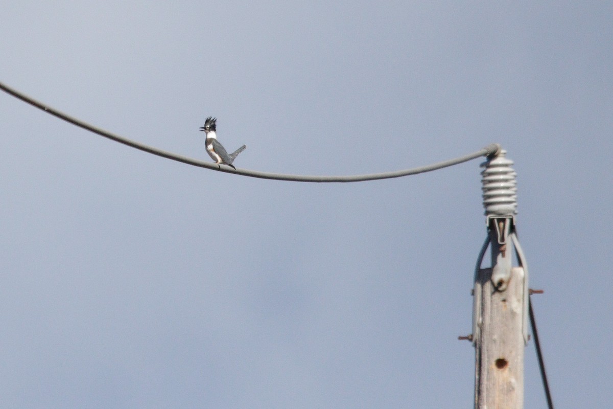 Belted Kingfisher - ML644183965
