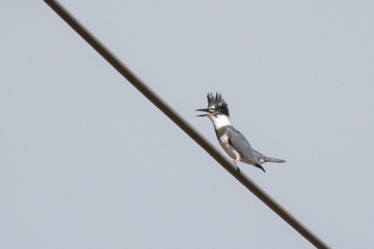 Belted Kingfisher - ML644183966