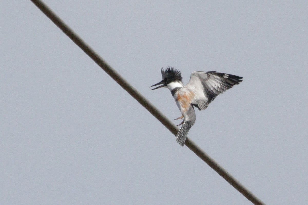 Belted Kingfisher - ML644183967
