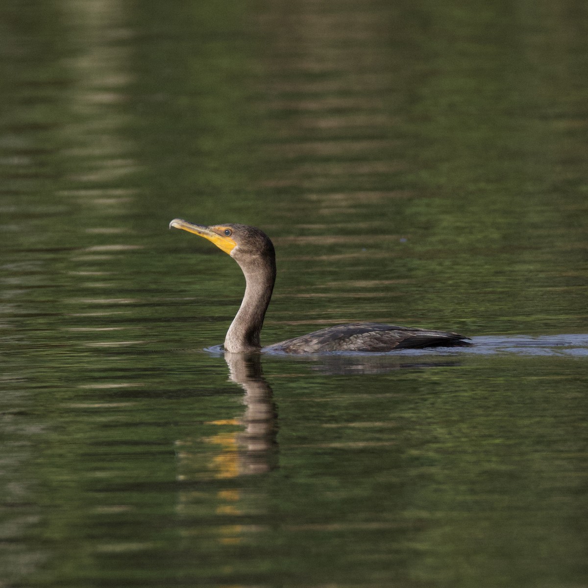 Double-crested Cormorant - ML644183979