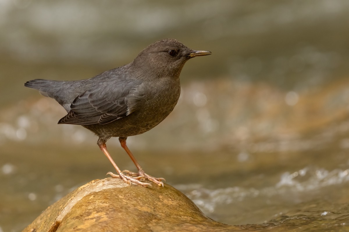 American Dipper - ML644183993