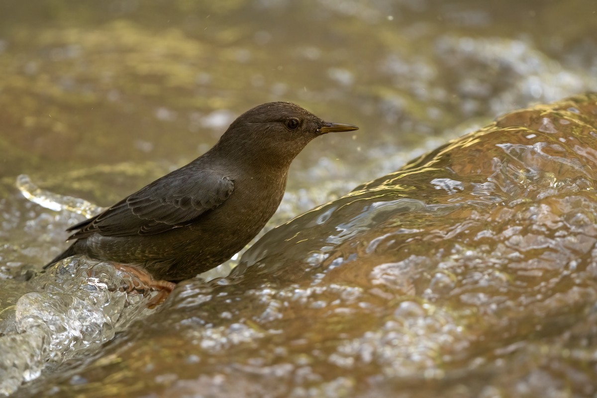 American Dipper - ML644183994