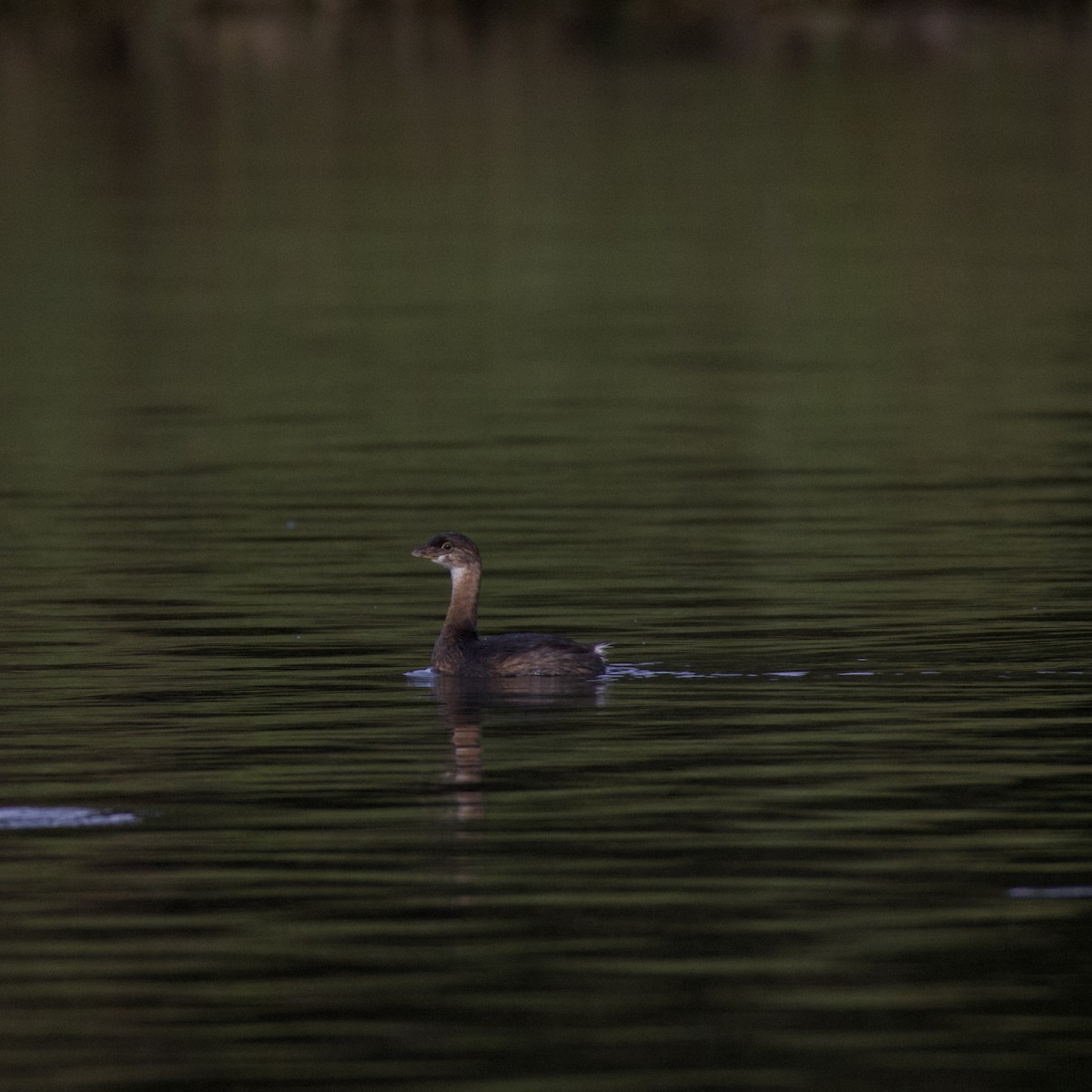 Pied-billed Grebe - ML644184036