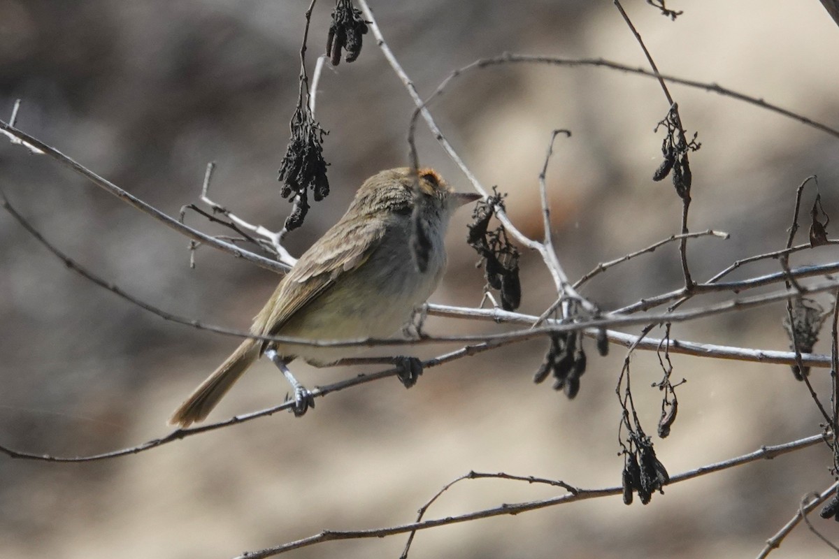 Fulvous-faced Scrub-Tyrant - ML644184063