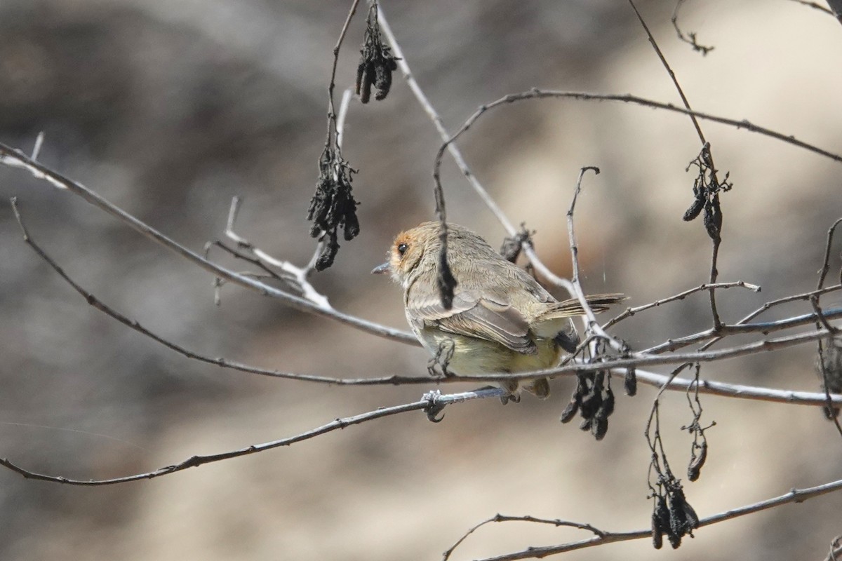 Fulvous-faced Scrub-Tyrant - ML644184064