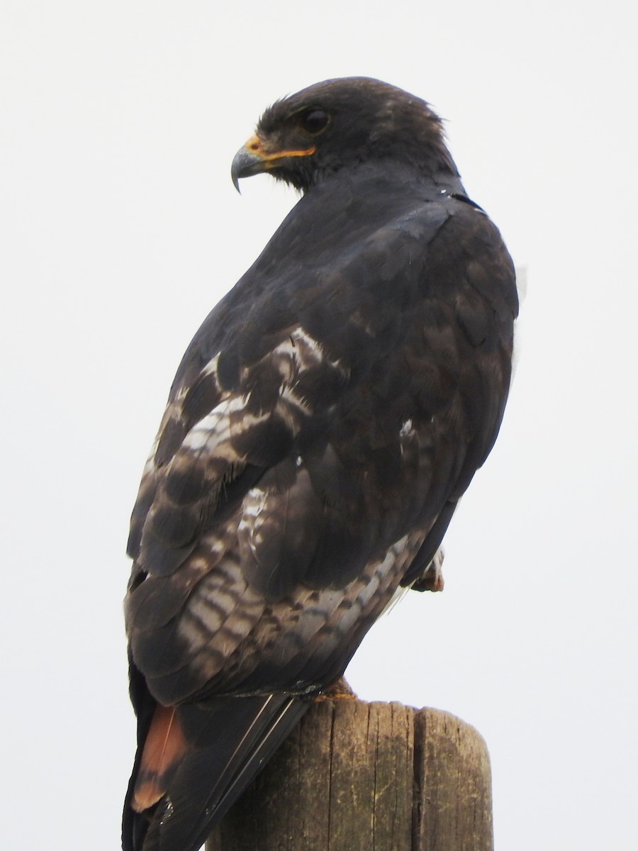 Augur Buzzard - ML644184074