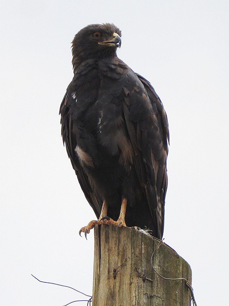 Augur Buzzard - ML644184075