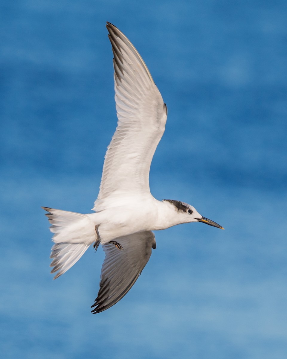 Sandwich Tern - ML644184077